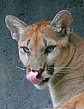 Picture 740 Cougar.jpg