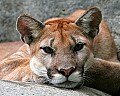 Picture 750 resting cougar cub.jpg