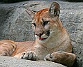 Picture 801 cougar.jpg