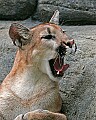 Picture 808 cougar.jpg
