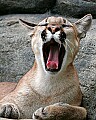 Picture 810 cougar cub yawning.jpg