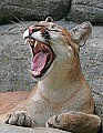 Picture 815 cougar yawning.jpg