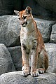 Picture 823 cougar cub.jpg
