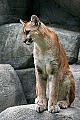 Picture 832 cougar cub.jpg