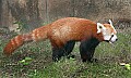 Picture 862 red panda.jpg
