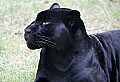 Picture 889 black panther.jpg