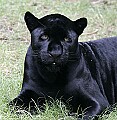 Picture 907 black panther.jpg