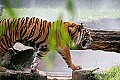 Picture 919 tiger-Jeffrey.jpg