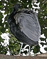 _MG_6558 grey-winged trumpeter.jpg