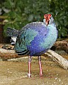 _MG_6607 purple swamphen taking bath.jpg