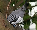 _MG_6607 white-bellied go-away-bird.jpg