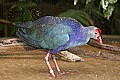 _MG_6611 purple swamphen taking a bath.jpg