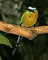 _MG_6660 Blue-crowned Motmot.jpg