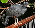 _MG_6665 wattled curassow.jpg