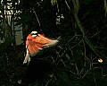 _MG_6693 Carmine bee-eater.jpg