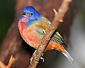 _MG_7359 painted bunting.jpg