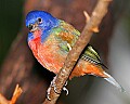 _MG_7360 painted bunting.jpg