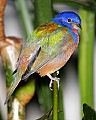 _MG_7381 painted bunting.jpg