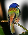 _MG_7387 painted bunting.jpg