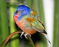 _MG_7396 painted bunting.jpg