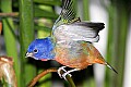 _MG_7397 painted bunting stretching wings.jpg