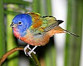 _MG_7399 painted bunting.jpg