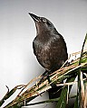 _MG_7403 Common Grackle.jpg