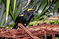 _MG_7414-Moriche Oriole.jpg