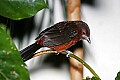 _MG_7420 silver-beaked tanager.jpg