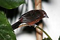 _MG_7421 silver-beaked tanager.jpg