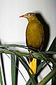 _MG_7437 Green Oropendola.jpg