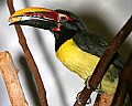 _MG_7460 Green Aracari.jpg