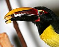 _MG_7461 Green Aracari.jpg