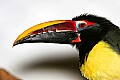 _MG_7467 Green Aracari.jpg