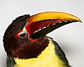 _MG_7470 Green Aracari.jpg