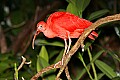 _MG_7489 scarlet ibis.jpg