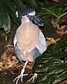 _MG_7494 boat billed heron.jpg