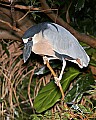 _MG_7500 boat-billed heron.jpg