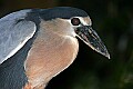 _MG_7505 boat-billed heron.jpg