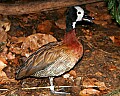 _MG_7507 white-headed whistling duck.jpg