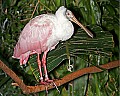 _MG_7513 roseate spoonbill.jpg