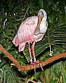 _MG_7515 rodeate spoonbill.jpg