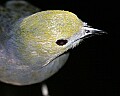 _MG_7536 Palm Tanager.jpg