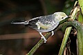 _MG_7541 palm tanager.jpg