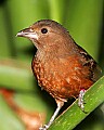 _MG_7548 silver-beaked tanager.jpg