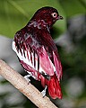 _MG_7550 Pompadour Cotinga.jpg