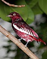 _MG_7553 Pompadour Cotinga.jpg