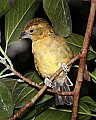 _MG_7554 female Golden-bellied Grosbeak.jpg