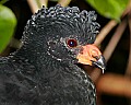 _MG_7575 wattled curassow.jpg