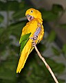 _MG_7583 golden conure.jpg